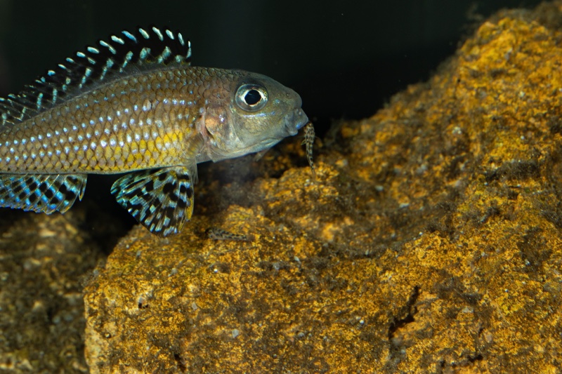 Xenotilapia papilio 'Tembwe Deux'